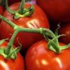 Domates kanser hücrelerini yarı yarıya azalttı