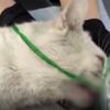 Rusya'da dişleri sökülen kedi için soruşturma açıldı