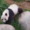 Pandalar 10 yıl sonra çiftleşti Pandalar 10 yıl sonra çiftleşti