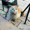 Depremzede kediye Antalya Büyükşehir eli