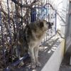 İtfaiye, demir parmaklıklara sıkışan köpeği kurtardı