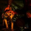 Son dakika: Ankara'daki köpek katliamıyla ilgili yeni karar