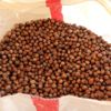 Fındık üreticilerine dekar başına 191 TL ödeme yapılacak Fındık üreticilerine dekar başına 191 TL ödeme yapılacak