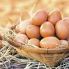 Pahalı yumurta üreticilerin kabahati değil Pahalı yumurta üreticilerin kabahati değil