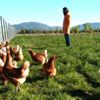 Hapishaneden gezen tavuk yumurtası çıktı Hapishaneden gezen tavuk yumurtası çıktı