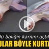 Ölü balığın karnından 3 yavru çıkarıldı