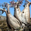 Yeryüzünün gizemli adası Yeryüzünün gizemli adası