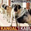 Dünya 'kangal'ı kabul etti