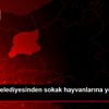 Bayburt Belediyesinden sokak hayvanlarına yem desteği Bayburt Belediyesinden sokak hayvanlarına yem desteği