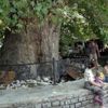 1905 yıllık ağaç mahalle ekonomisini kalkındırıyor 1905 yıllık ağaç mahalle ekonomisini kalkındırıyor