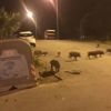 Domuz sürüsü şehre indi