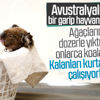 Avustralya'da koala katliamı Avustralya'da koala katliamı