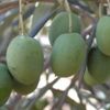 Silifke zeytin üretiminde iddialı