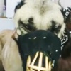 Tecavüze uğrayan köpeğin gözyaşları Tecavüze uğrayan köpeğin gözyaşları