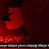 Son dakika haberi | Van da dereye düşen yavru köpeği ... Son dakika haberi | Van da dereye düşen yavru köpeği ...