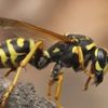 Bombus arısı kullanan yetiştiricilere destek Bombus arısı kullanan yetiştiricilere destek