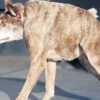 Dünyanın en çirkin köpeği seçildi Dünyanın en çirkin köpeği seçildi