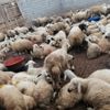 240 koyunu çalan 2 kişi yakalandı 240 koyunu çalan 2 kişi yakalandı
