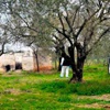 Manisa'da ikinci Özgecan vakası Manisa'da ikinci Özgecan vakası