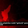 Çukurova da yetiştirilen renkli "gelincik" pamuğunun ...