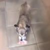 Markete yumurta almaya yollanan köpek Markete yumurta almaya yollanan köpek