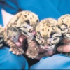 Dördüz yavru leopar sevinci Dördüz yavru leopar sevinci