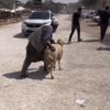 Son kurbanlıklar sahiplerini bekliyor
