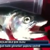 Cive cive* yatırım Cive cive* yatırım