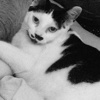Hitler kedisinin sırrı ortaya çıktı