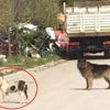 Başıboş pitbull, 2 sokak köpeğini parçaladı