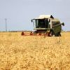 Adana da buğdayda 750 bin ton rekolte bekleniyor