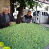 Kilis te yerli sofralık zeytin piyasada Kilis te yerli sofralık zeytin piyasada