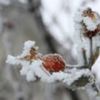 Meteoroloji'den zirai don uyarısı Meteoroloji'den zirai don uyarısı