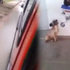 Köpeğin sadakati herkesi duygulandırdı Köpeğin sadakati herkesi duygulandırdı