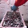 İzmir de ihtiyaç sahiplerine 10 ton balık dağıtıldı