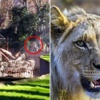 Aslan kafesinde ölüm kalım savaşı! Aslan kafesinde ölüm kalım savaşı!