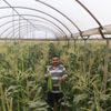 Antalyalı çiftçi serasında ezber bozdu Antalyalı çiftçi serasında ezber bozdu