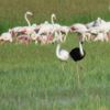Sultan Sazlığı'nda siyah flamingo görüldü Sultan Sazlığı'nda siyah flamingo görüldü