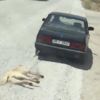 Otomobilin arkasına bağladığı köpeği sürükledi Otomobilin arkasına bağladığı köpeği sürükledi