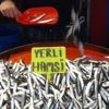 Hamsi sezon rekorunu kırdı