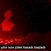 Sason da yılın son çilek hasadı başladı Sason da yılın son çilek hasadı başladı