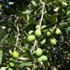 Zeytin tasarısı geri çekildi