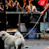 Çin köpek eti yemeyi yasaklayacak Çin köpek eti yemeyi yasaklayacak