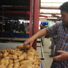 Patatesin fiyatı vatandaşı sevindirdi Patatesin fiyatı vatandaşı sevindirdi
