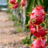 ANTALYA EJDER MEYVESİNE ÜRETİCİNİN TALEBİ ARTIYOR ANTALYA EJDER MEYVESİNE ÜRETİCİNİN TALEBİ ARTIYOR