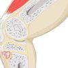 Osgood Schlatter hastalığı nedir? Belirtileri, nedenleri ve tedavisi… Osgood Schlatter hastalığı nedir? Belirtileri, nedenleri ve tedavisi…