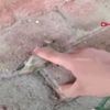 Serçeyi parmağıyla kalp masajı yaparak hayata döndürdü Serçeyi parmağıyla kalp masajı yaparak hayata döndürdü