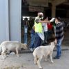 Tepebaşı Belediyesinden kurban kesim hizmeti