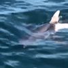 Son dakika: O bölgede denize girenler dikkat! Köpek balığı kıyıya yakın ilk kez görüldü |Video