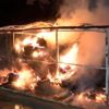 Bursa'da ahır yangını yürek sızlattı: 10 at yanarak öldü